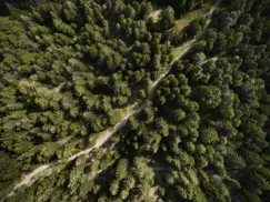 FORESTIS Nature 35
